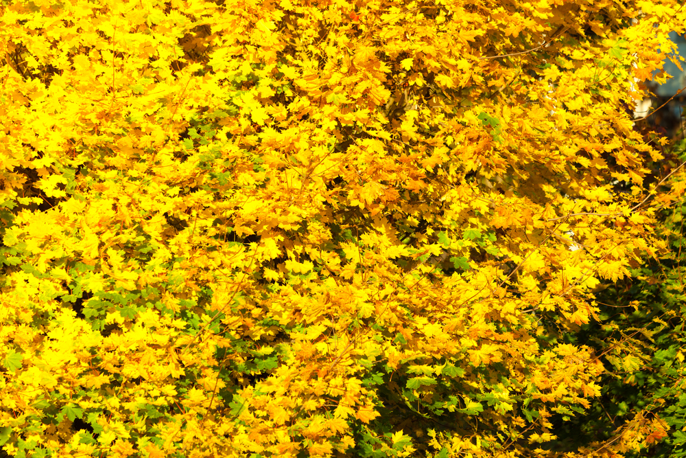 Bright colorful autumnal leaves. Fall maple trees, yellow orange nature background. Yellow autumn leaves, fall branches