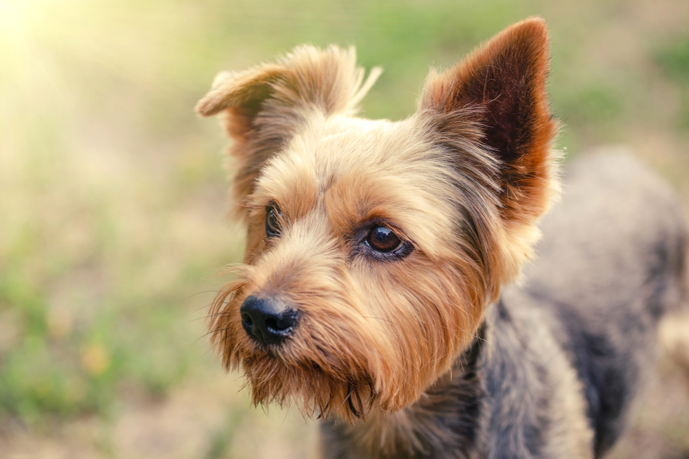 Yorkshire Terrier on a grass background. Yorkshire Terrier on grass background