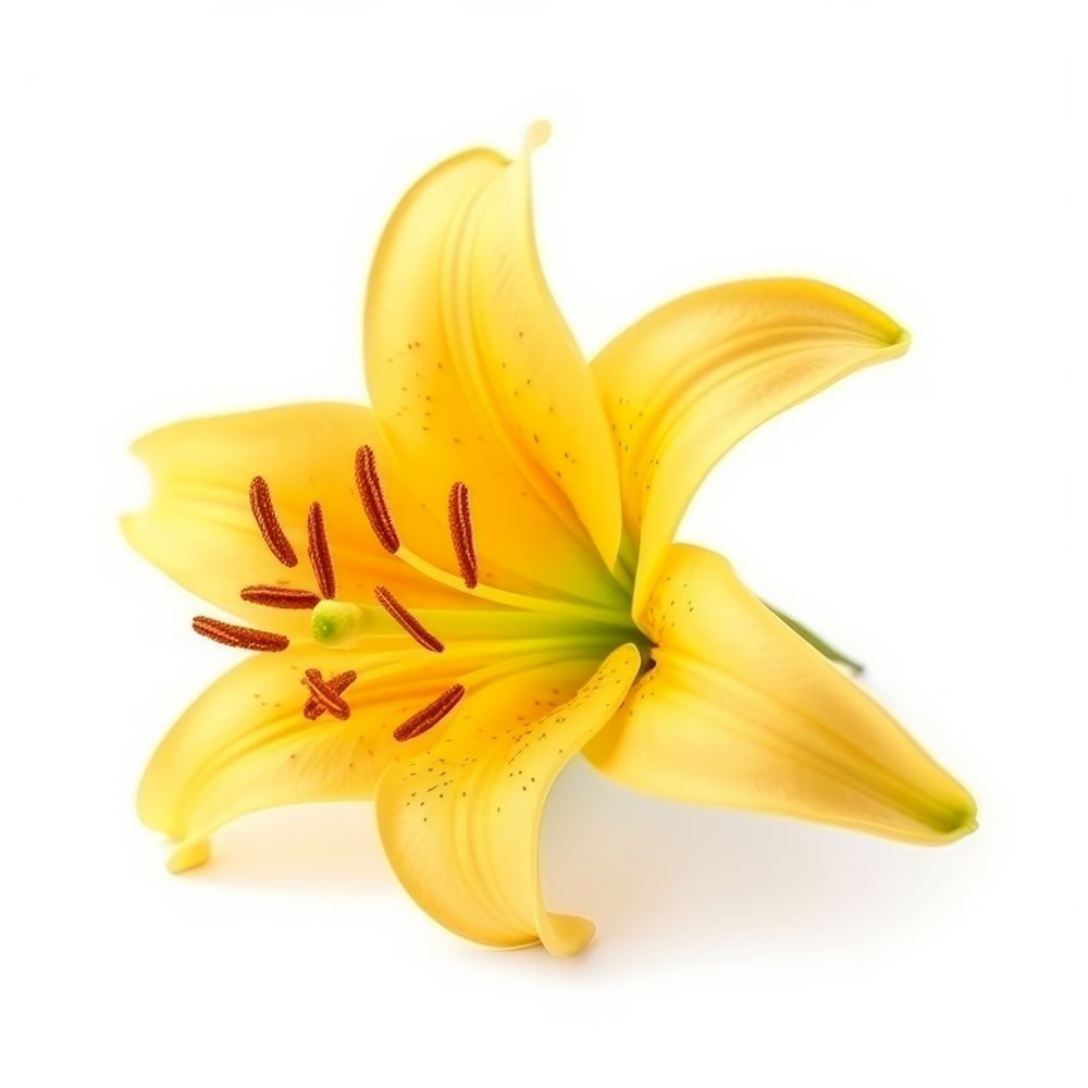 Yellow Lilly flower isolated. Illustration Generative AI