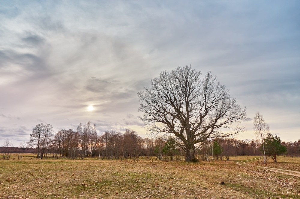 Big old oak without leaves standing alone on meadow. Early spring field landscape. Cloudy sunset Europe rural scene. Rainy storm weather. Overcast windy sky.