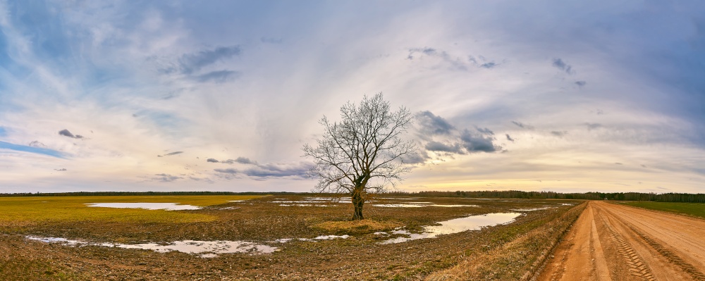Big old tree without leaves standing alone panorama. Early spring agriculture field landscape. Snow melting to puddles. Cloudy sunset rural scene. Dirt country road. Rainy storm weather. Overcast windy sky.