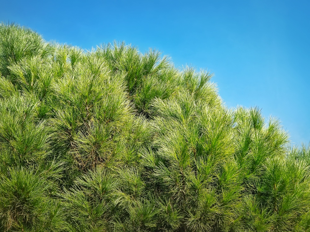 Closeup pine tree branches with evergreen needles over blue sky background