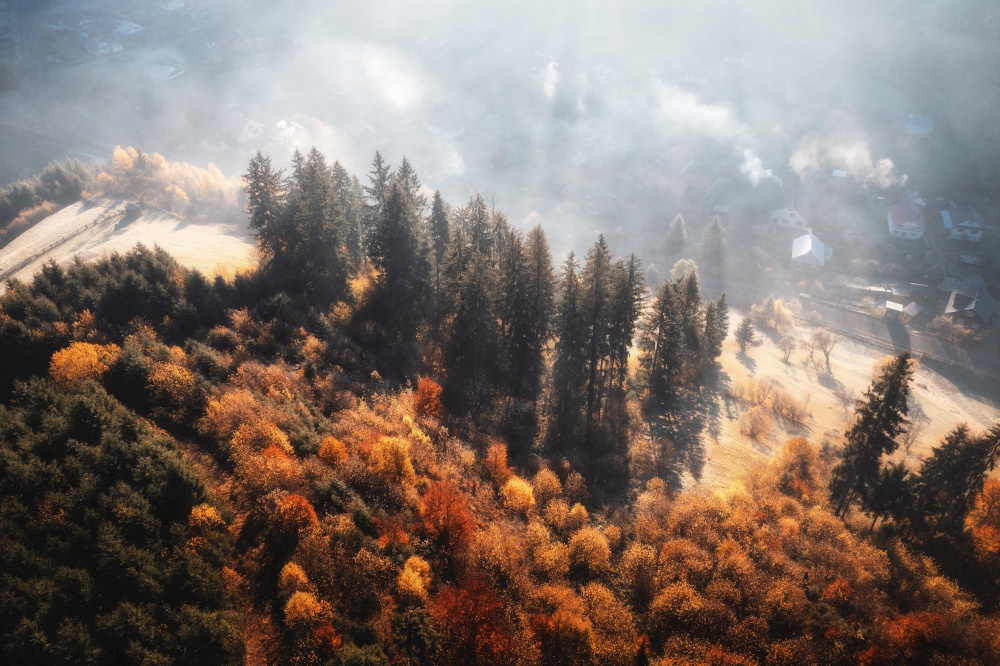 Aerial view of beautiful pine trees on mountain hill in fog at sunrise in autumn in Ukraine. Colorful landscape with woods in mist, orange gress. Forest at dawn in fall. Nature. Top view from drone. Aerial view of beautiful pine trees on mountain hill in fog