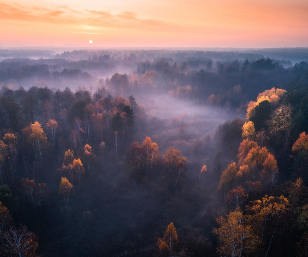Aerial view of foggy forest at colorful sunrise in autumn in Irpen, Ukraine. Beautiful landscape with trees in fog, fields and pink sky in the morning. Fall colors. Top view of woods. Nature