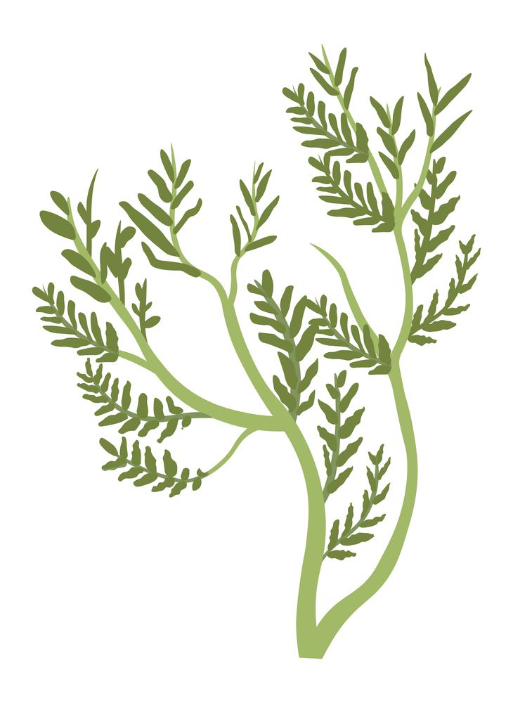 Botany with lush foliage and leaves, solid stems. Isolated grass or organic natural herb for cooking and seasoning. Ingredient for medicine and therapy. Outdoors weed for yard. Vector in flat style. Grass or herb, flower decoration botany flora