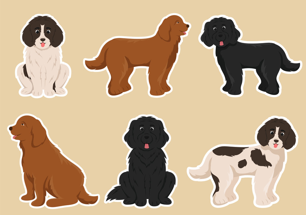 Newfoundland Dog Animals with Black, Brown or Landseer Color in Flat Style Cute Cartoon Template Hand Drawn Illustration