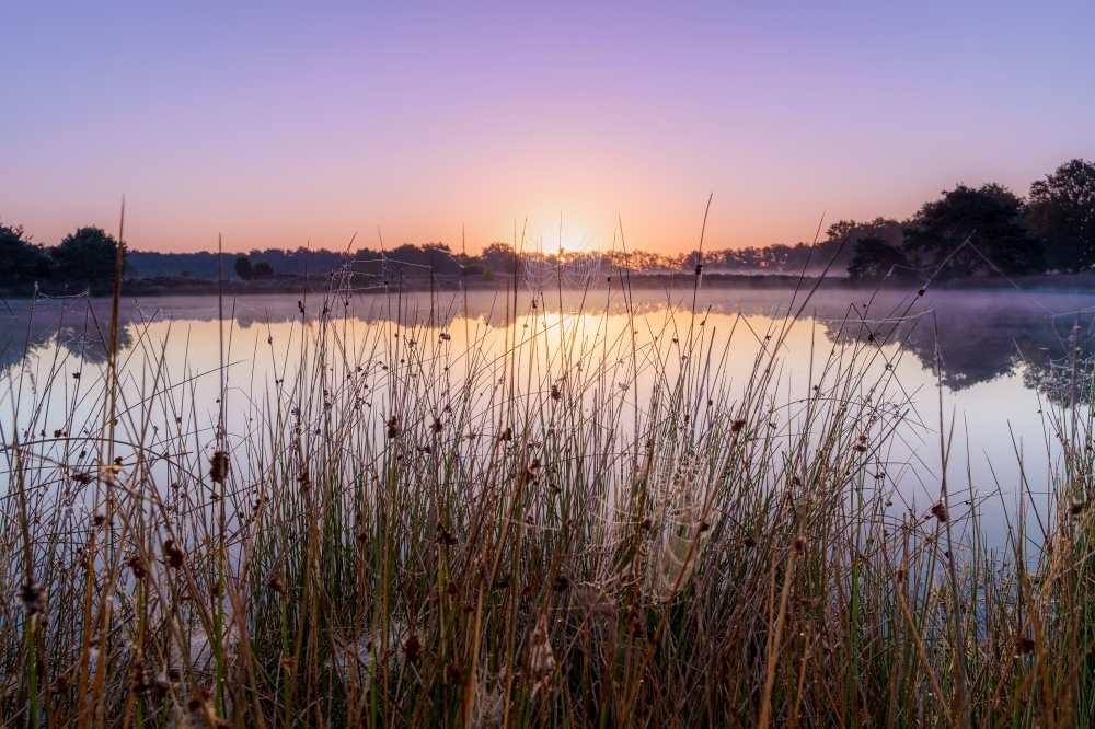 East European swamps and Peat Bogs. Ecological reserve in wildlife. Marshland at wild nature. Swampy land and wetland, marsh, bog.. Peat pool atsunset on Terhorsterzand, the Netherlands