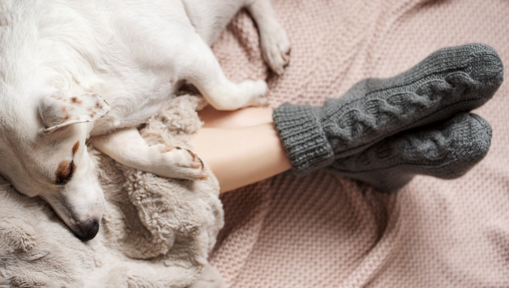 Legs of a young girl in cozy knitted socks. Female legs in warm socks on plaid. The dog sleeps next to the girl. Concept of heating season