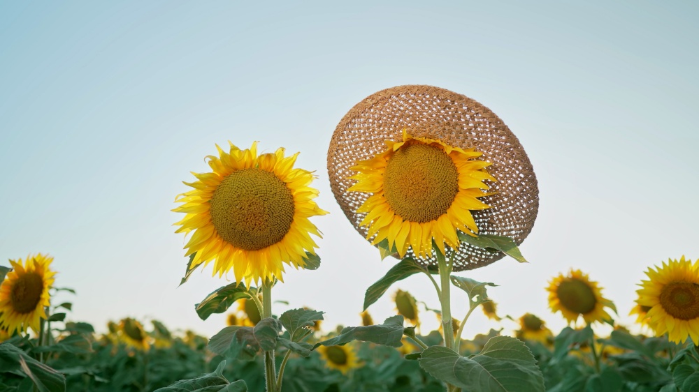 Beautiful sunflower in straw hat. Agriculture, harvest concept. Ukraine is world&rsquo;s first exporter of sunflower seeds and oil. High quality photo. Beautiful sunflower in straw hat. Agriculture, harvest concept. Ukraine is world&rsquo;s first exporter of sunflower seeds and oil.