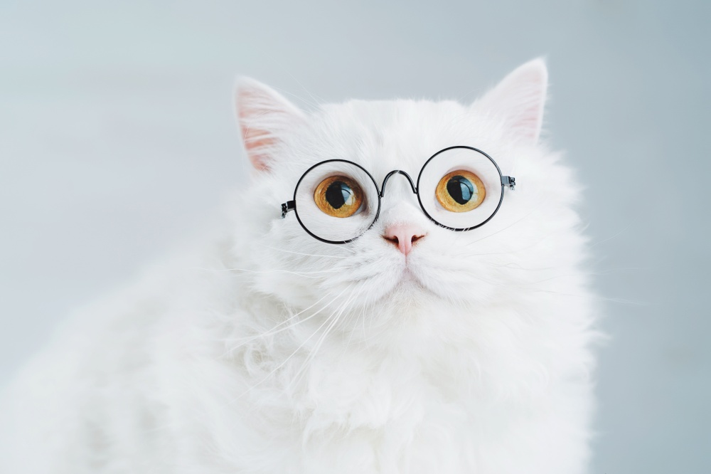 Domestic soigne scientist cat poses on white background wall. Close portrait of fluffy kitten in transparent round glasses. Education, science, knowledge concept.. Domestic soigne scientist cat poses on white background wall. Close portrait of fluffy kitten in transparent round glasses. Education, science, knowledge concept