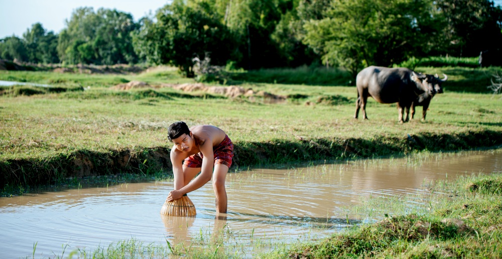 Portrait Young man topless use bamboo fishing trap to catch fish for cooking, Asian young farmer man in rural lifestyle, blurred big buffalo eating grass in background