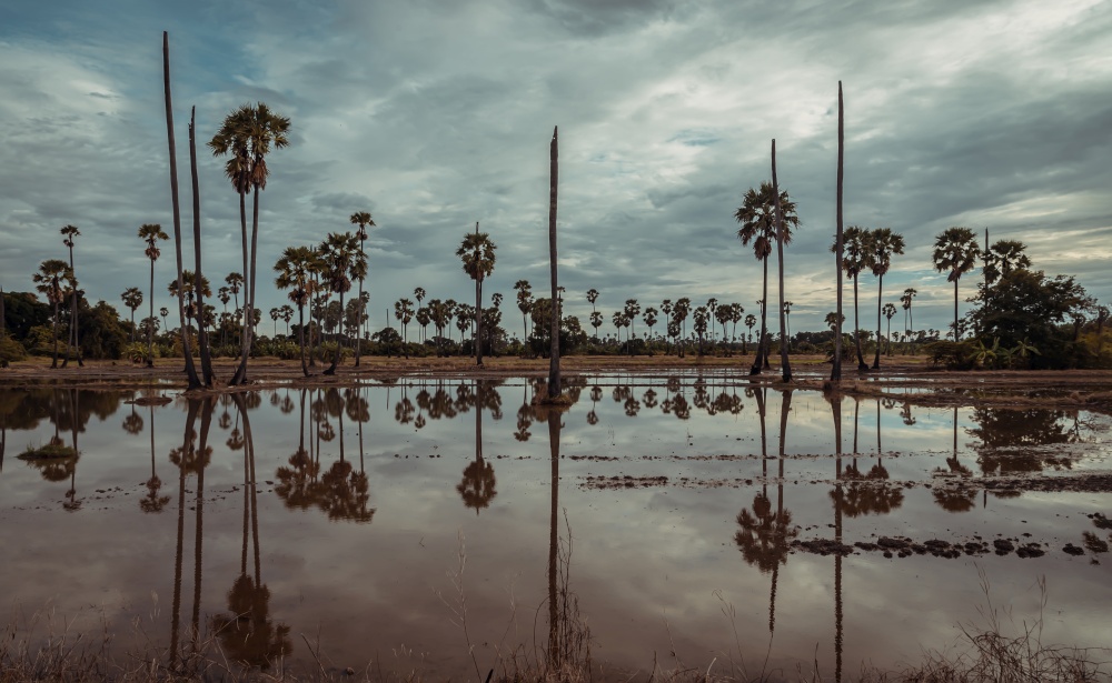 Group of sugar palm trees with beautiful sky in morning and reflection in the shallow water. Beautiful scenic view of nature landscape in rural, Space for text, Selective focus.