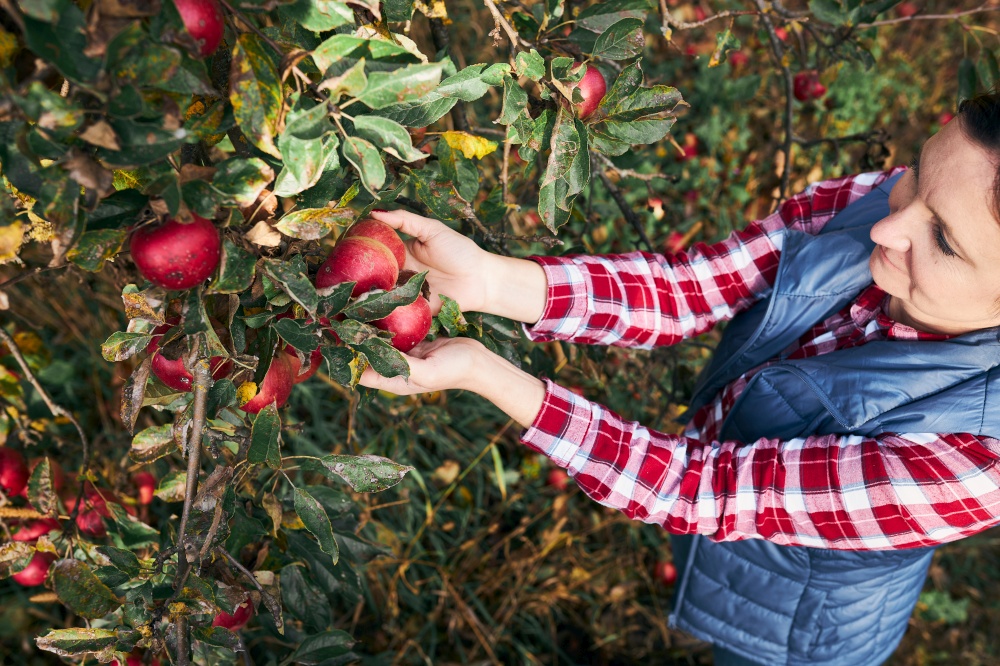 Woman picking ripe apples on farm. Farmer grabbing apples from tree in orchard. Fresh healthy fruits ready to pick on fall season. Agricultural industry. Harvest time in countryside