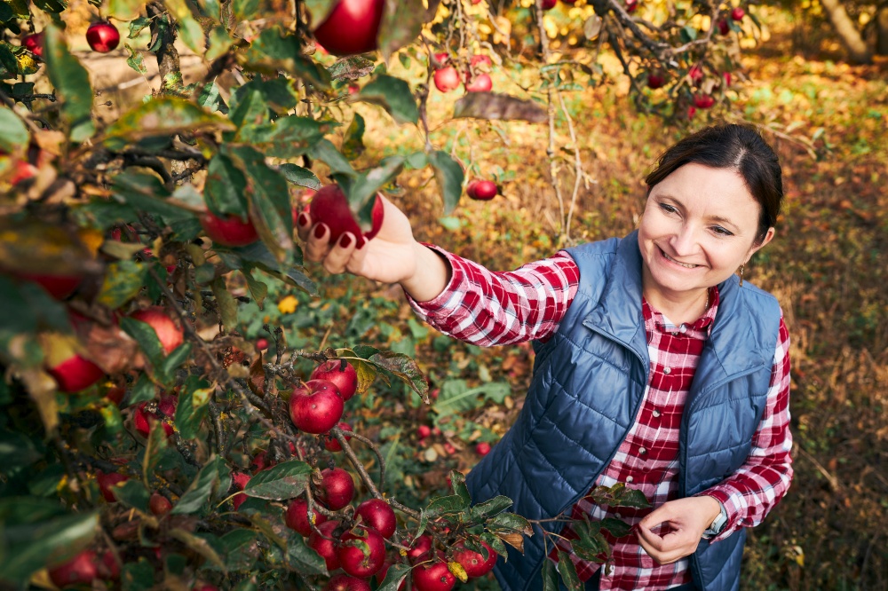 Woman picking ripe apples on farm. Happy farmer grabbing apples from tree in orchard. Fresh healthy fruits ready to pick on fall season. Agricultural industry. Harvest time in countryside