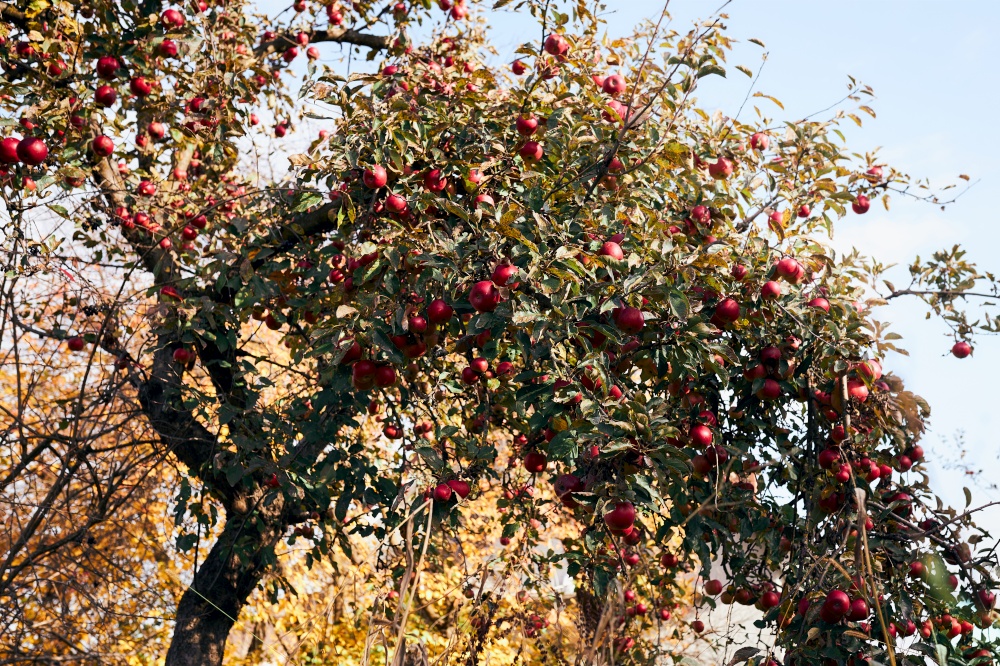 Apple tree with many ripe red juicy apples in orchard. Harvest time in countryside. Apple fresh healthy fruits ready to pick on fall season
