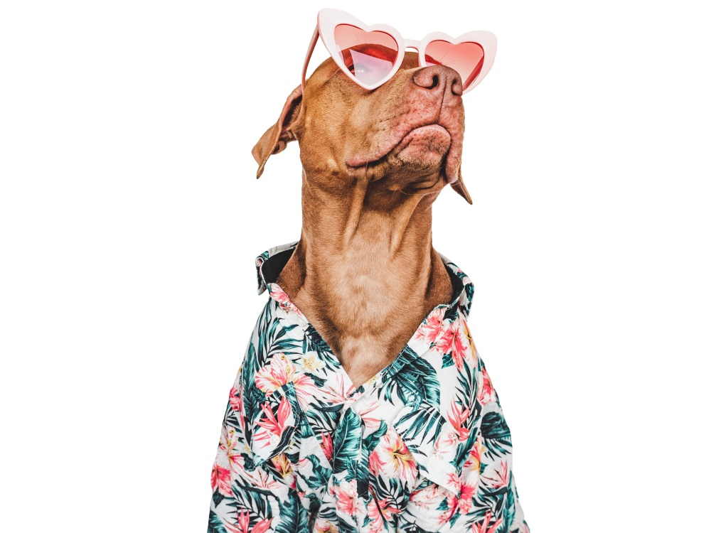 Lovable, pretty brown puppy, stylish shirt and heart shaped sunglasses. Close-up, indoors. Day light. Studio shot. Pets care. Concept of beauty and fashion. Lovable, pretty brown puppy, stylish shirt and heart shaped sunglasses