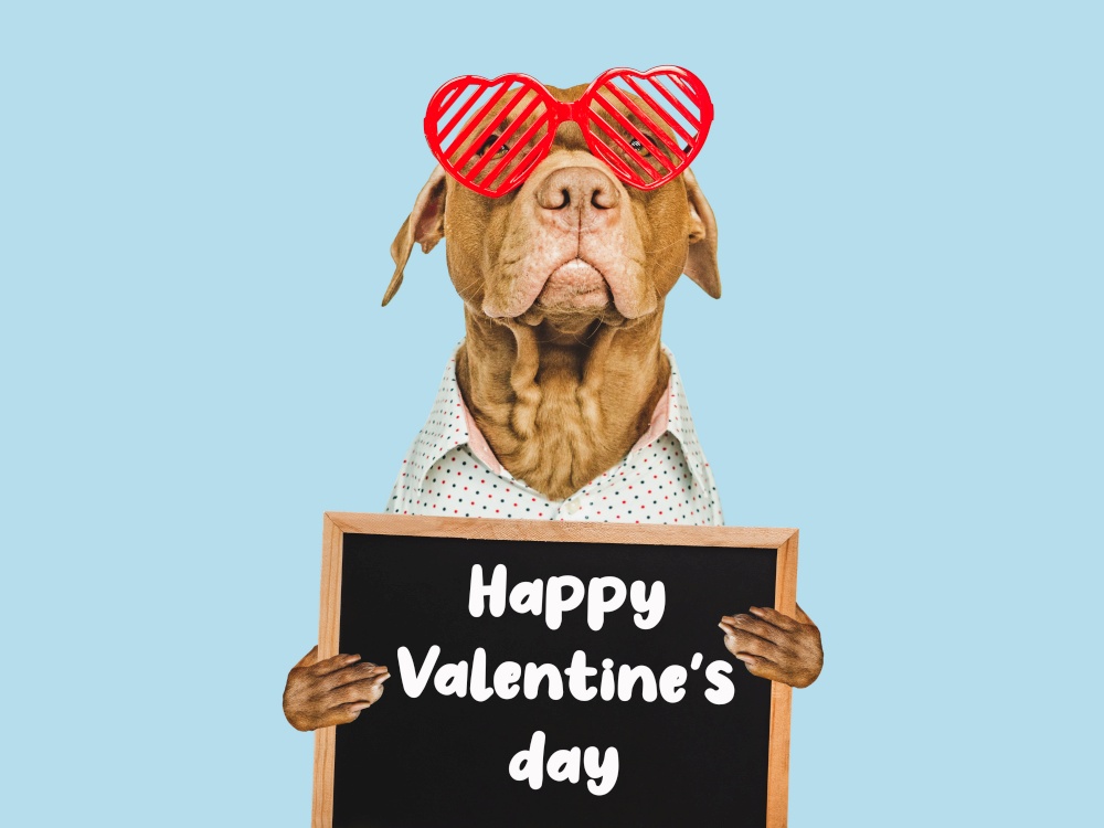 Lovable, pretty brown puppy and bright, red heart-shaped sunglasses. Happy Valentine&rsquo;s Day. Closeup, studio photo. Congratulations for family, loved ones, relatives, friends and colleagues. Lovable, pretty brown puppy and red sunglasses