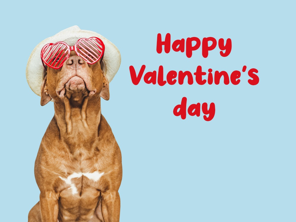 Lovable, pretty brown puppy and bright, red heart-shaped sunglasses. Happy Valentine&rsquo;s Day. Closeup, studio photo. Congratulations for family, loved ones, relatives, friends and colleagues. Lovable, pretty brown puppy and red sunglasses