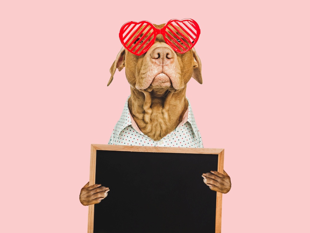 Lovable, pretty brown puppy and red sunglasses. Greeting card layout with space for your inscription. Closeup, indoors, studio photo. Congratulations for family, relatives, friends and colleagues. Lovable, pretty brown puppy and red sunglasses