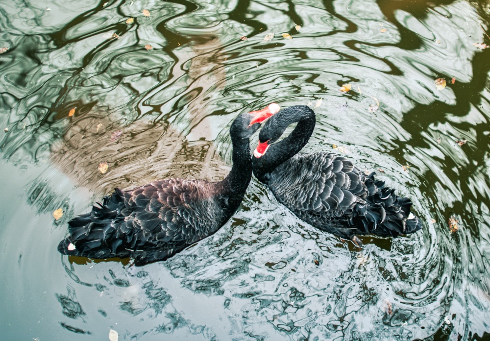 Two black swans in a pond