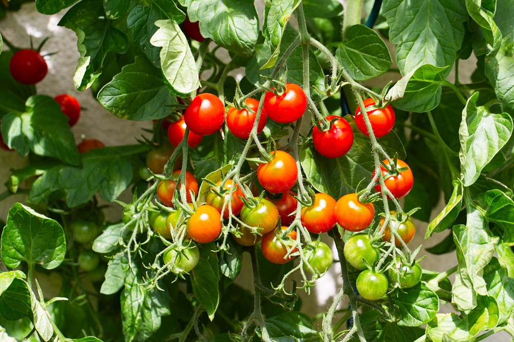 Red ripe cherry tomatoes grown in a greenhouse. Ripe tomatoes are on the green foliage background, hanging on the vine of a tomato tree in the garden. Tomato cluster. Home gardening. Organic farming