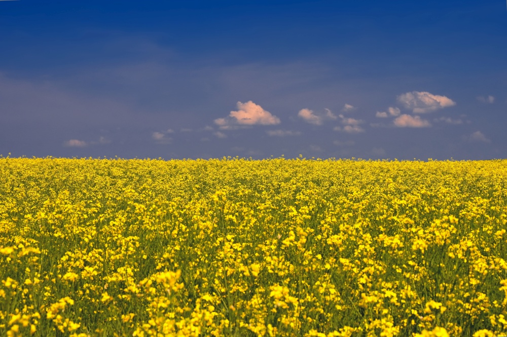 Ukrainian flag. The landscape of Ukraine in the colors of the flag. Canola with blue sky. Russia&rsquo;s aggressive attack on Ukraine.