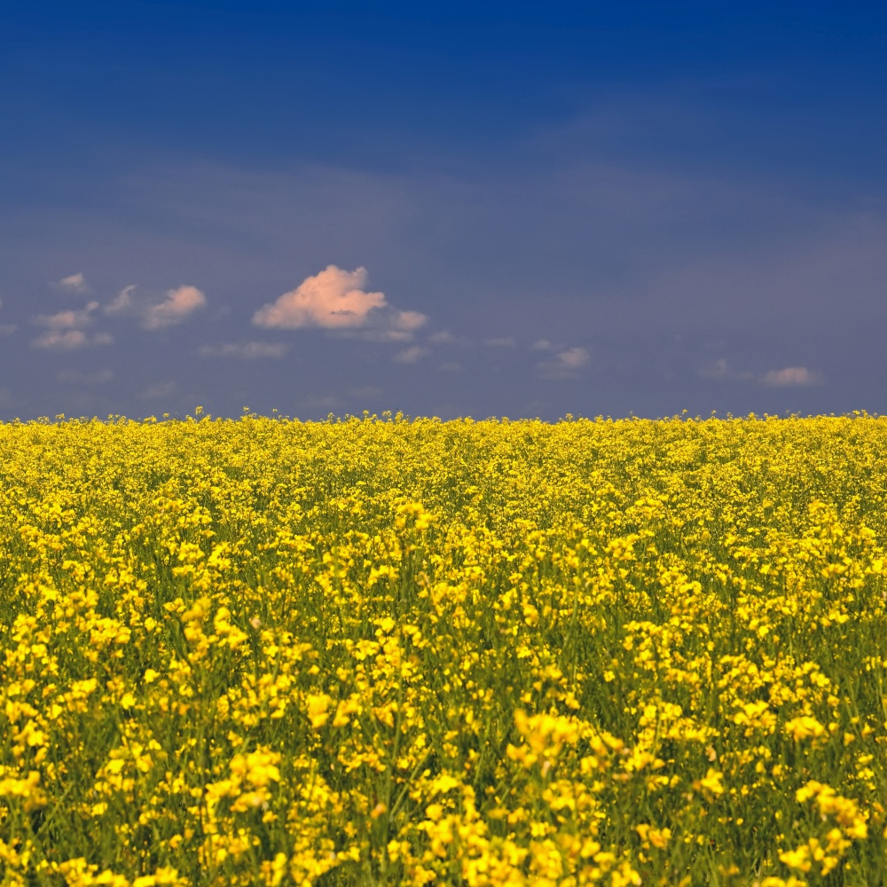 Ukrainian flag. The landscape of Ukraine in the colors of the flag. Canola with blue sky. Russia&rsquo;s aggressive attack on Ukraine.