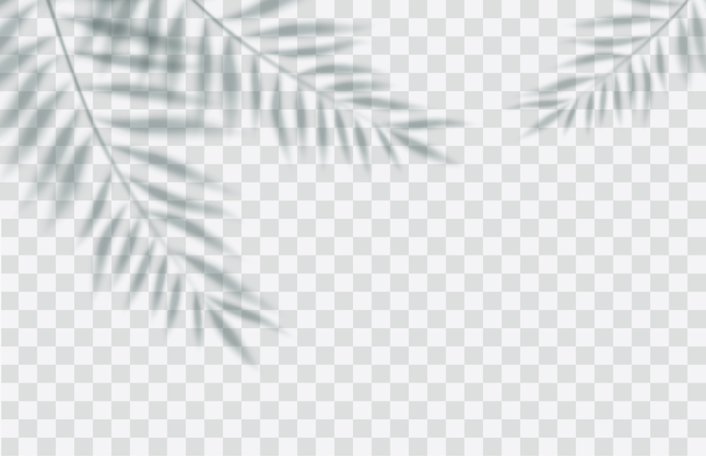 shadow overlay effect. Transparent soft light and shadows from branches, plant and leaf of a palm tree. Mockup of transparent leaf shadow and natural lightning.Vector illustration. shadow overlay effect.