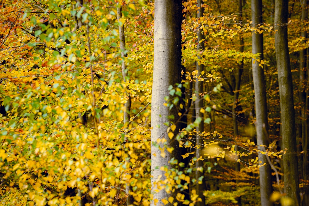 Golden young beech tree on a sunny day. Close-up of colorful red, orange, yellow leaves. Natural pattern, texture, background. Early autumn. Seasons, climate change, environment. Woodland areas in amazing vivid colors of fall season.