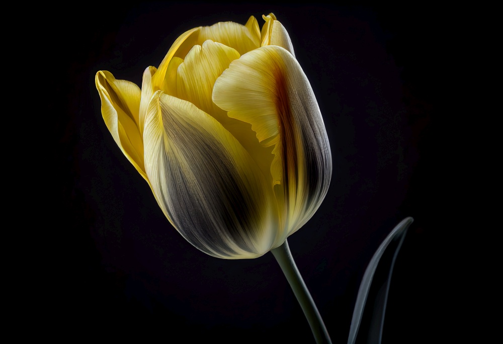 Side view of a single Yellow Tulip illustration. AI generative.