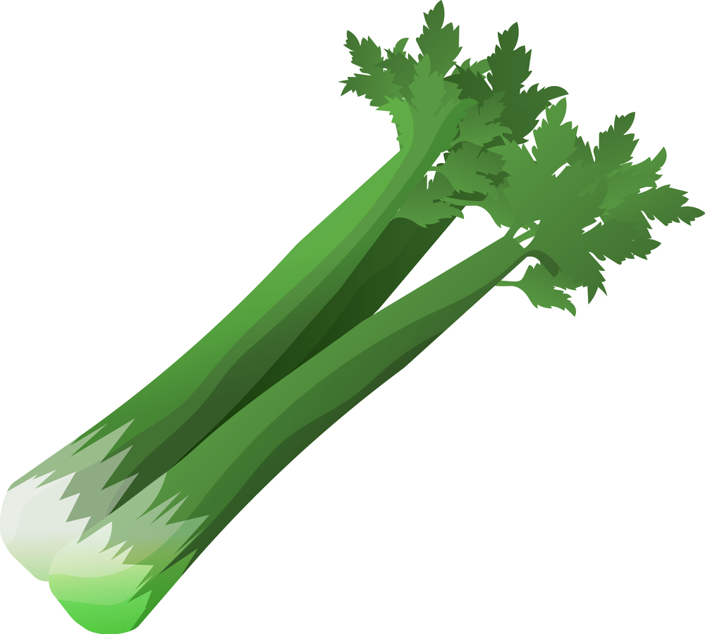 Fresh celery vegetable icon Royalty Free Vector Image