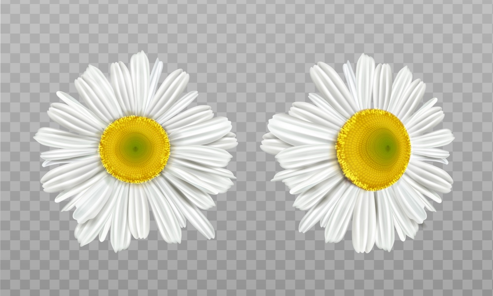 Chamomile, daisy flowers isolated on transparent background. Vector realistic set of camomile blossom with white petals and yellow pollen. Spring marguerite, garden or wild floral plant. Realistic spring chamomile, daisy flowers