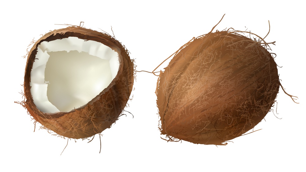 Coconut realistic vector illustration, whole and half cracked broken coco nut, isolated on white background. Set for advertising or packaging design natural food and organic cosmetics.. Whole and half broken coco nut