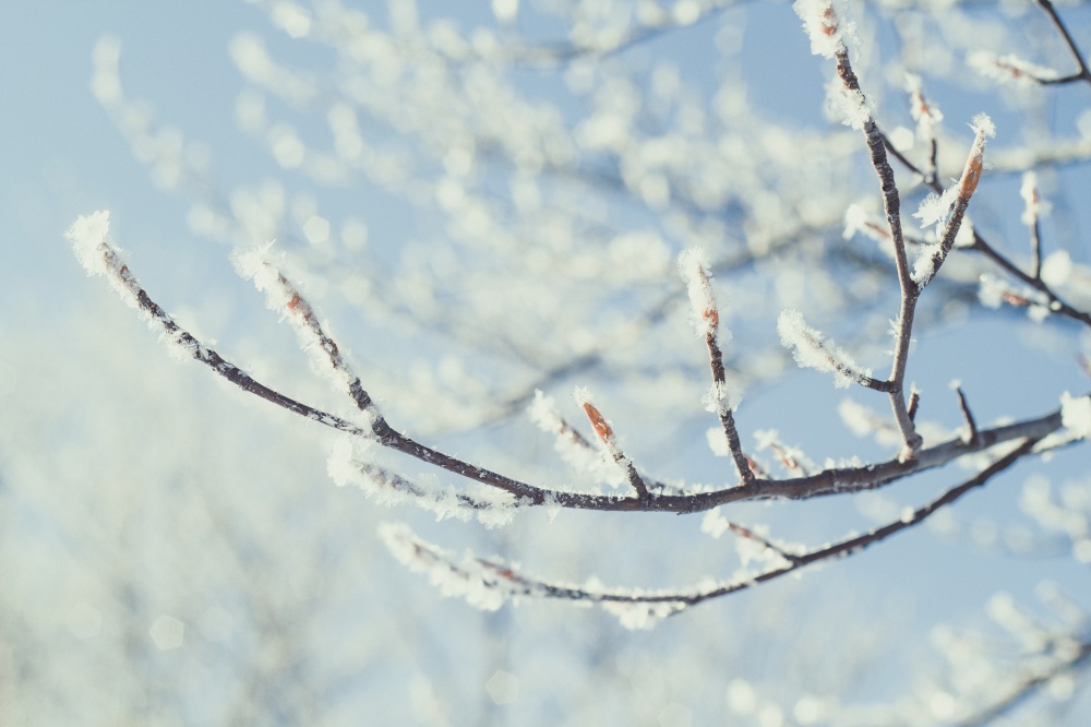 Close up frosted tree branch concept photo. Snow covered tree twig. Front view photography with light blue sky on background. High quality picture for wallpaper, travel blog, magazine, article. Close up frosted tree branch concept photo