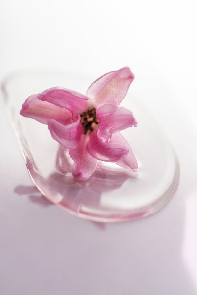 A drop of cosmetic gel with flower on a pink background. Perfect for demonstrating the consistency of your gel or serum.. A drop of cosmetic gel with flower on a pink background.