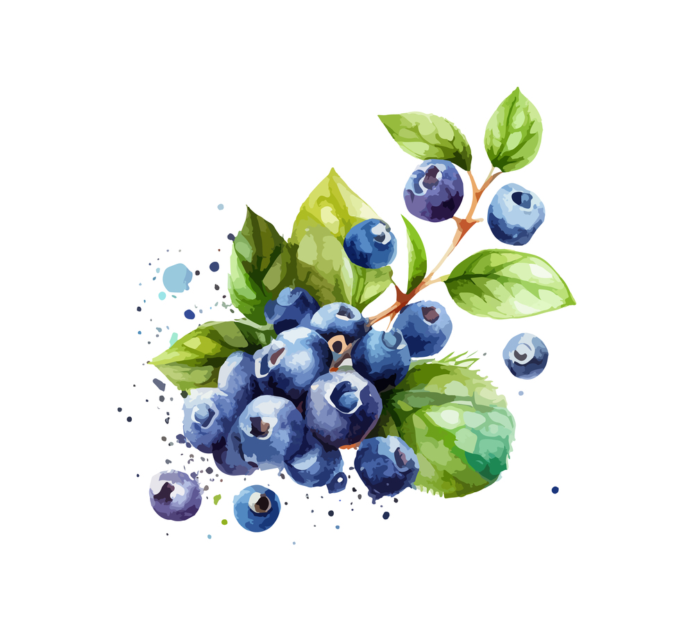 Hand drawn watercolor painting blueberry. Vector illustration desing.