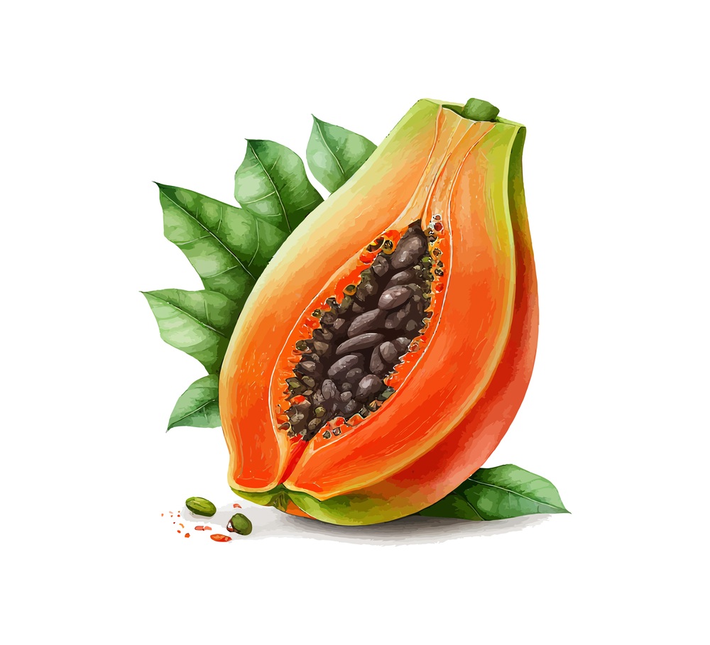 Papaya fruit watercolor. Vector illustration desing.