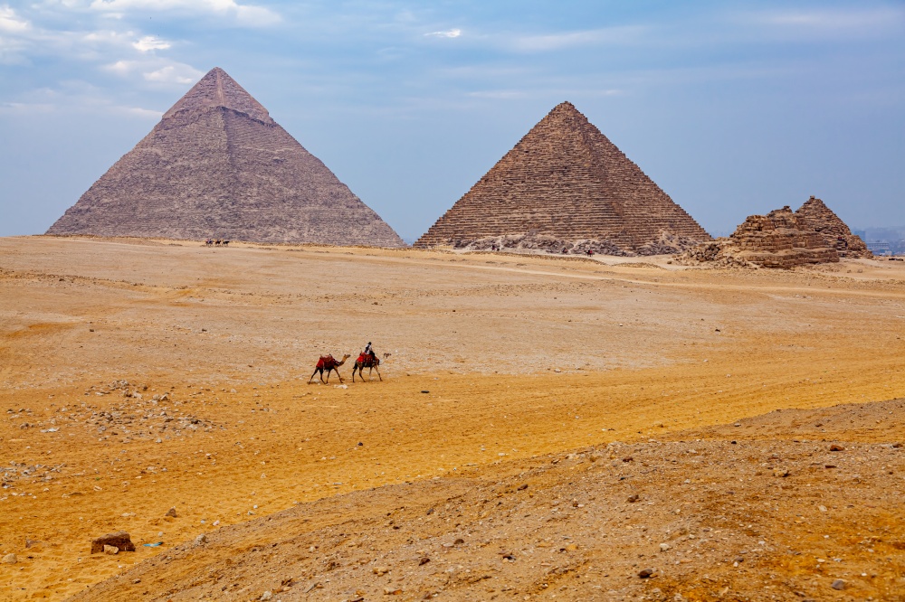 Egyptian man and his camels walking in The Sahara Desert in sunny day with The Great Pyramid of Giza in the background.