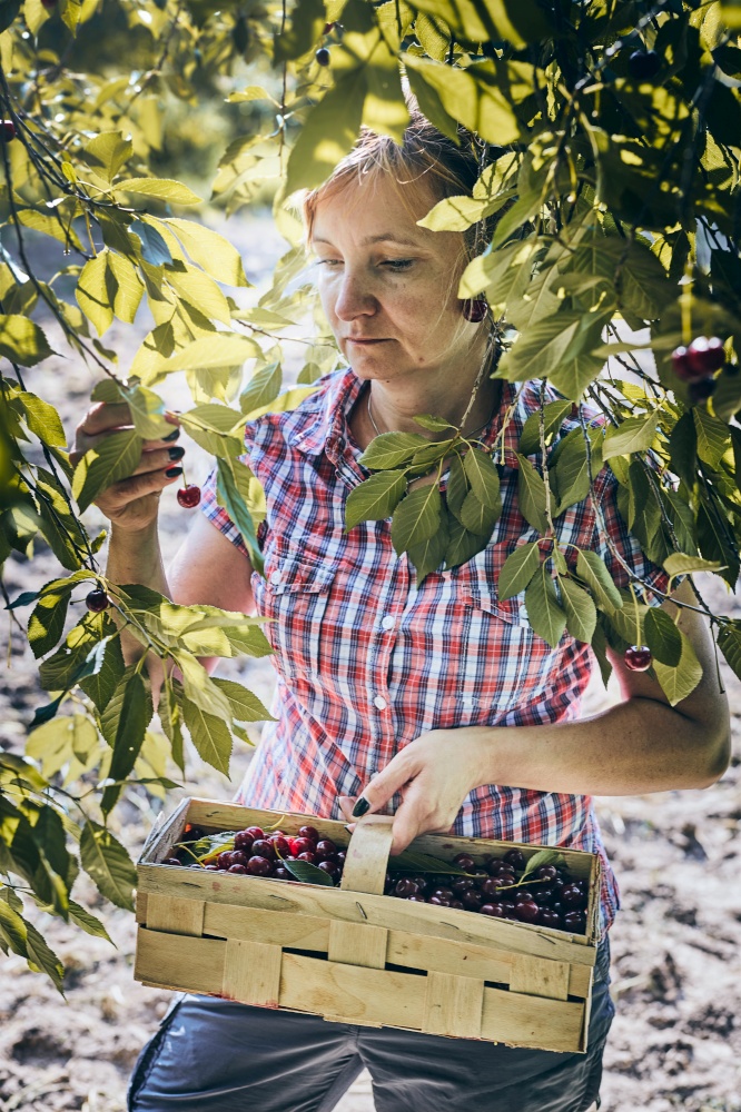 Woman picking cherries in orchard. Gardener working in garden. Farmer holding basket with ripe fruits