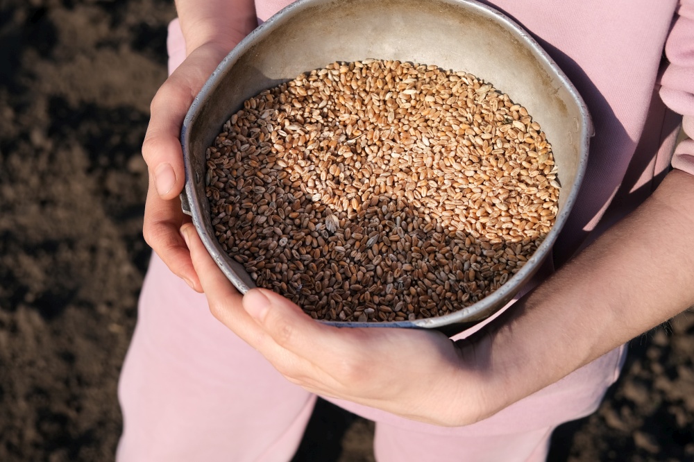 Close up on hands holding old metal bowl full of wheats on a background of black earth. The concept of harvest, sowing company or agriculture. Close up on hands holding old metal bowl full of wheats on a background of black earth. The concept of harvest, sowing company or agriculture.