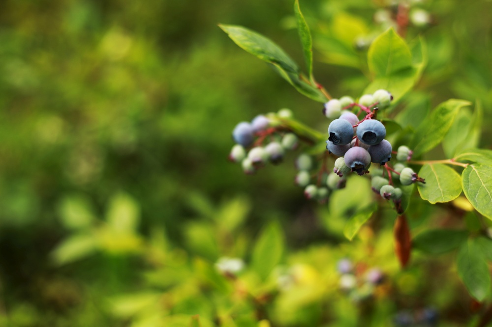 green and blue blueberries growing in summer. Northern blueberry bush, Vaccinium boreale, cultivated in organic household. green and blue blueberries growing in summer. Northern blueberry bush, Vaccinium boreale, cultivated in organic household.