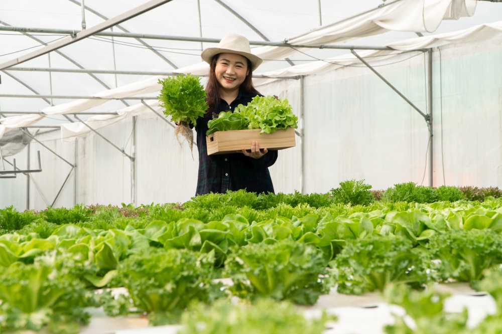 Asian woman farmers harvest fresh salad vegetables in hydroponic plant system farms in the greenhouse to market. Concept of fresh vegetables and healthy food. Business and Agricultural industry.