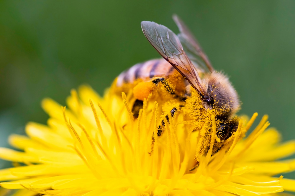 Detail closeup of honeybee, Apis Mellifera, european, western honey bee covered in pollen on yellow Dandelion flower. Selective focus, blured background. Detail closeup of honeybee, Apis Mellifera, european, western honey bee covered in yellow pollen.