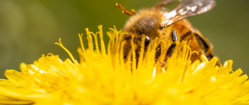Detail closeup of honeybee, Apis Mellifera, european, western honey bee covered in pollen on yellow Dandelion flower. Selective focus, blured banner. Detail closeup of honeybee, Apis Mellifera, european, western honey bee covered in yellow pollen.