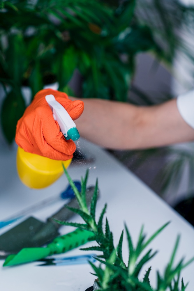 Woman Spraying Potted Plants on the Table