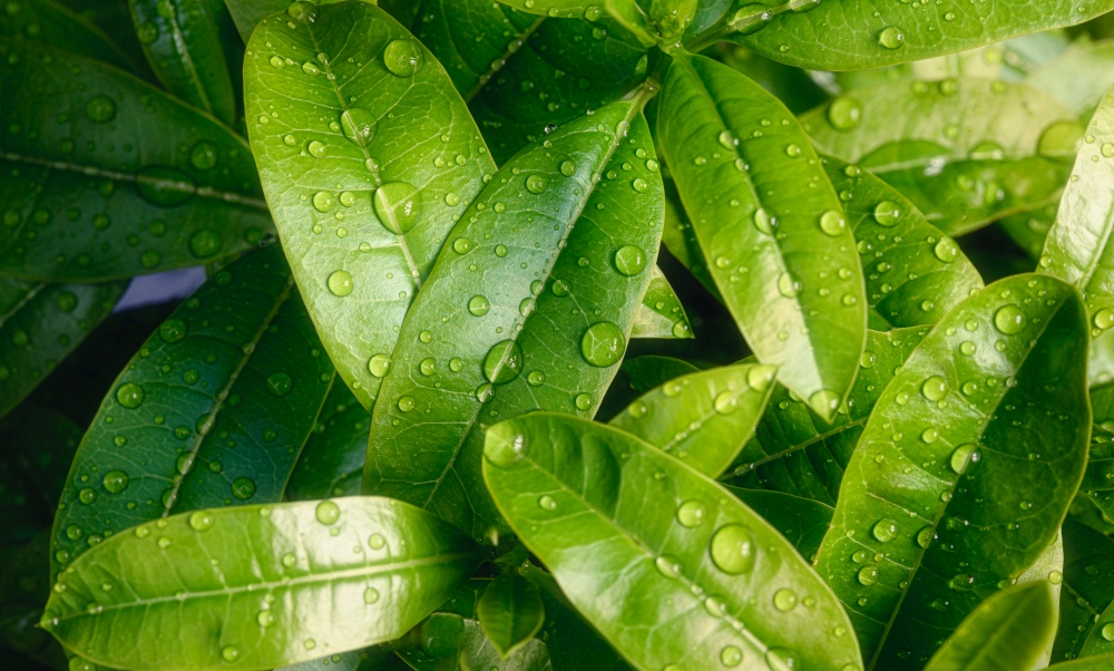Green leaves background.Green leaf with drops of water
