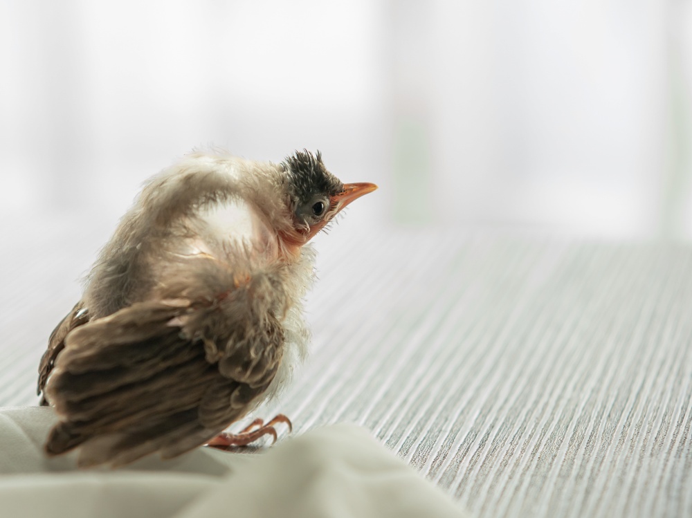 Air Sac Rupture in birds, baby Red-whiskered bulbul injury after attack by cat.