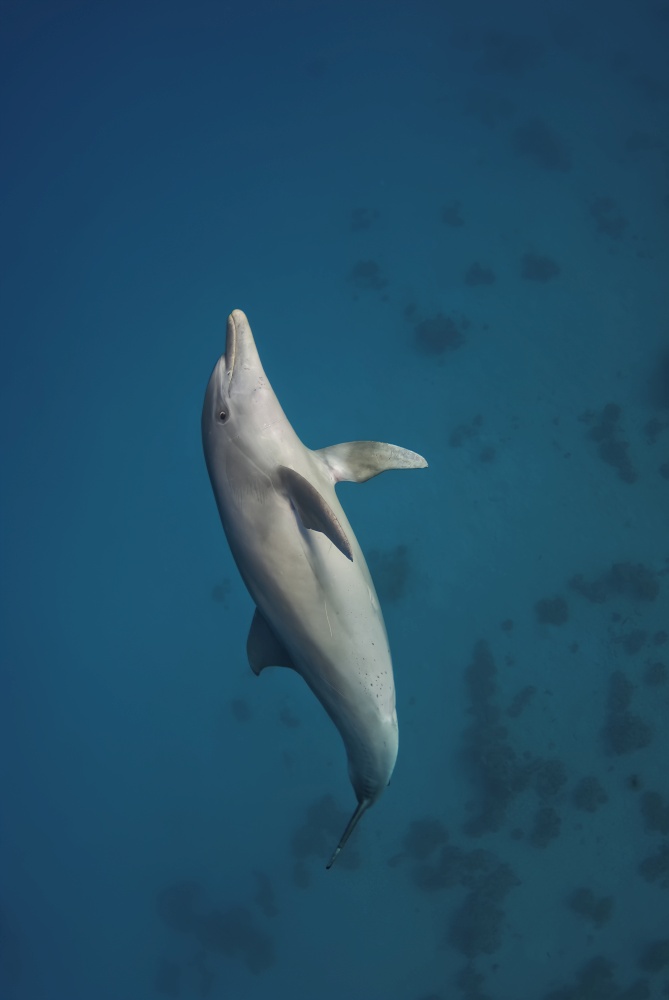 Vertical shot of an Indopacific dolphin (Tursiops aduncus) swimming up to the surface. Vertical shot of a bottlenose dolphin diving up