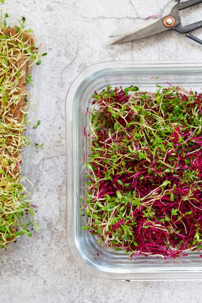 Amaranth micro herbs. Sprouting Micro greens. Seed Germination at home. Vegan and healthy eating concept. Sprouted amaranth Seeds, Micro greens. Growing sprouts. Green living concept. Organic food.