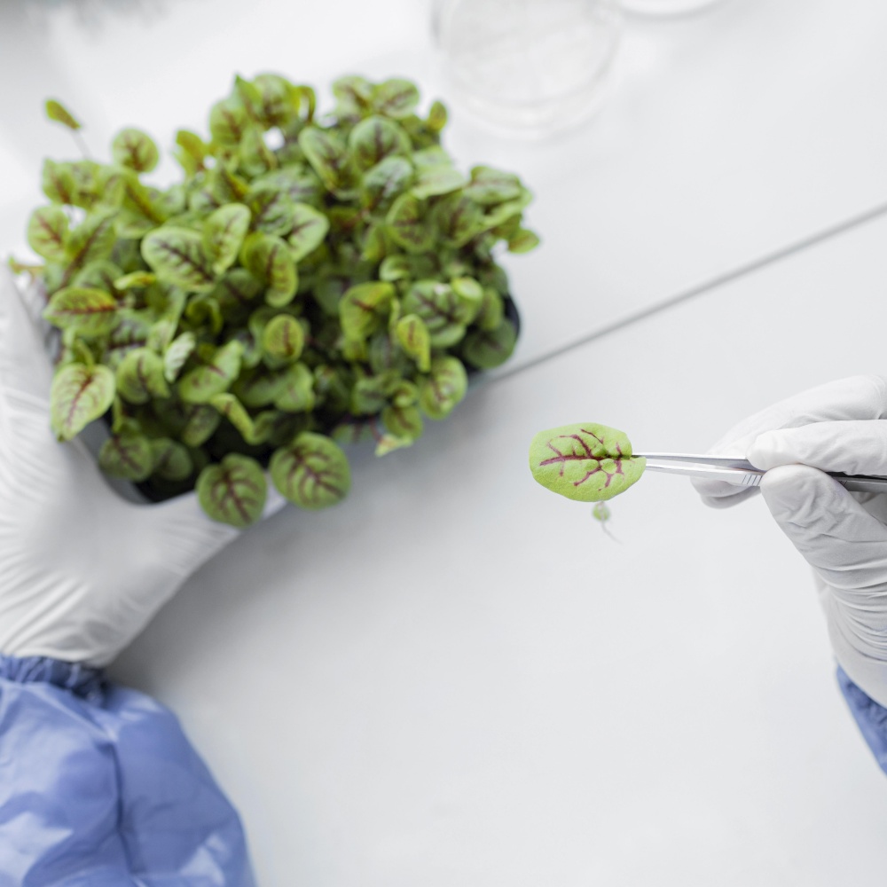 researcher analyzing plant biotechnology laboratory